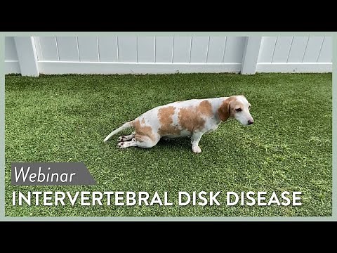 Intervertebral Disc Disease (IVDD) Webinar || SEVN Webinar Lecture #5