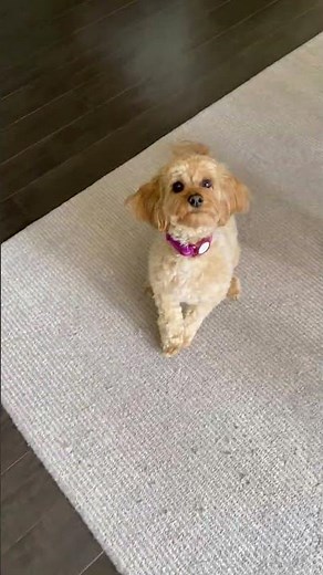 Cockapoo Dog Presses Button and Shows Trick - 1513084