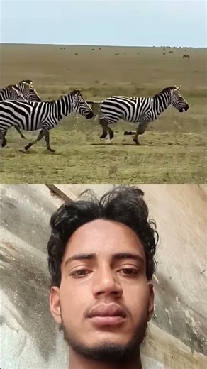 The Zebra Survived for This One Reason #wildlife #animals #shorts