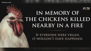 PETA targets Buckeye farm after 165,000 chickens die in barn fire