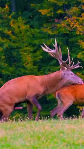 Aperçu de l’accouplement chez les animaux (@InAnchored92548) on X