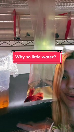 How Fish are Shipped to Stores: A Behind-the-Scenes Look