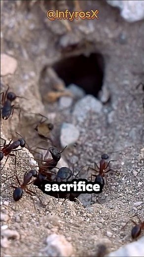 The Ant That Explodes 💥 Nature’s Most Extreme Defense #sciencefacts