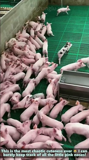 Piglet Pandemonium: Hundreds of Baby Pigs Swarming the Nursery Pen