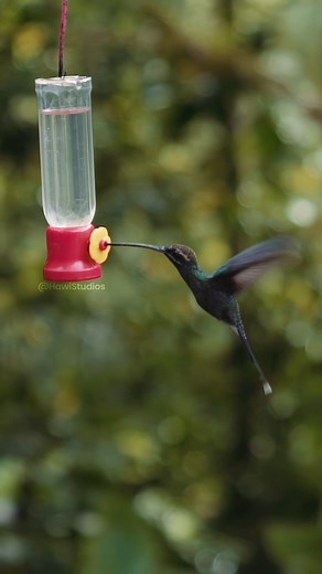 HummingBird Drinking From Feeder Wincent L2MZb #nature #wildlife #bird | HAWI Studios