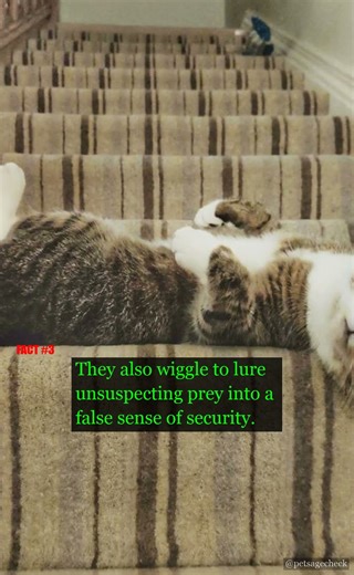 The Pounce Secrets of Cats 🐱 | PetAgeCheck