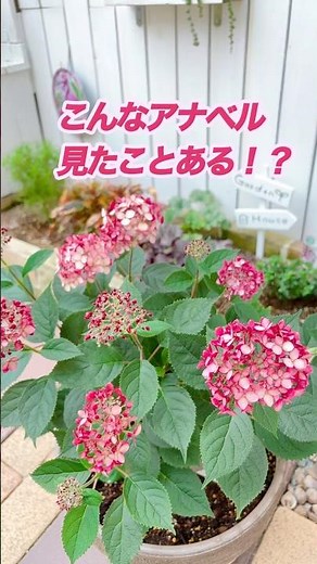 【アナベル】鉢植えで育つ！支柱いらず！