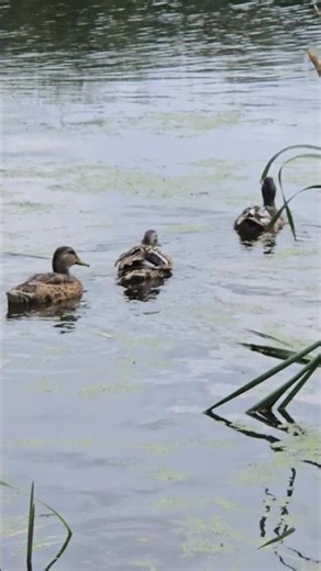 Wild ducks swimming on the pond in late June afternoon