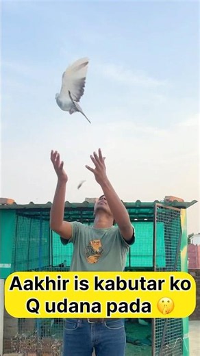 Aakhir is kabutar ko q udana pada 🕊️😟