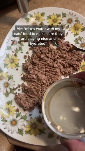 Caring for Cats: Funny Cat Lady Tales