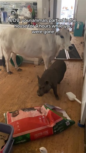 Hilarious Goat Mischief Captured on Security Cam