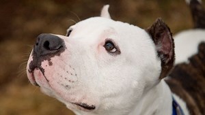 5 pets in need of good home in Central Jersey