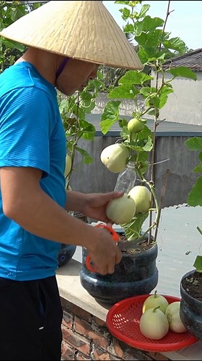 Growing Melons On The Balcony #gardening #gardeningtips | DIY Balcony Garden