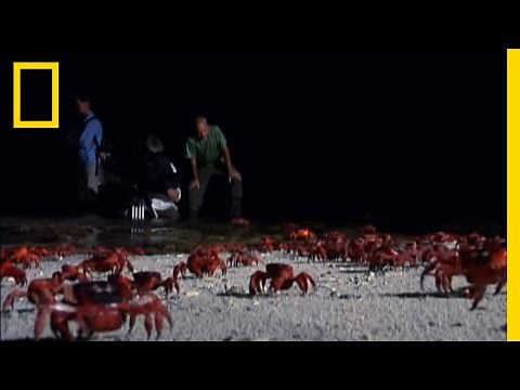 Crabs by Moonlight | National Geographic