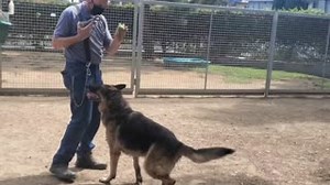 Meet Zeus (#A1696897), our KTLA 5 News #petoftheweek today during the one o'clock hour! Zeus, a volunteer and staff favorite, is currently the longest resident at our East Valley Center. At 7-years-young, Zeus knows his commands, enjoys going for walks, and loves to play, especially in the pool. Adopt or foster Zeus from our East Valley Center today! 🐾 #laanimalservices #lacitypets #adopt #foster #enrichment #boredombusters #animalservicesreimagined | LA Animal Services
