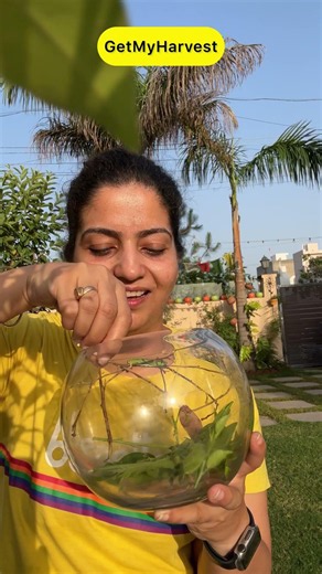 Butterfly Se Dosti 🦋 Sundi Se Titli Tak! 🐛✨