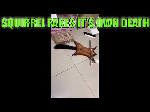 Squirrel Fakes It's own Death and Crime Scene