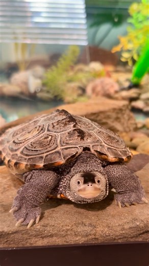Meet Darwin, a Northern Diamondback Terrapin and one of the animal ambassadors at the RI Audubon Nature Center & Aquarium! Here are a few fun facts about these fascinating turtles: 🐢 Northern Diamondback Terrapins are native to Rhode Island, and can be found in brackish, coastal waters composed of both fresh and salt water—think salt marshes, estuaries, or tidal creeks. They actually have special glands that help them secrete salt to regulate their salinity! 🐢 You can identify them by their un