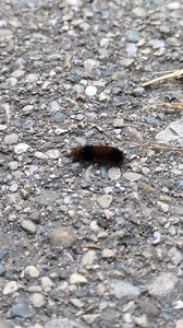 6.8K views · 14 reactions | Did you know you can chime in videos too? Here's a really tiny caterpillar from our producer Kat! Want to chime in your videos (and pictures too!)? Share them down below or chime them in on our website: https://midmichigannow.com/chimein | Mid-Michigan NOW | Facebook