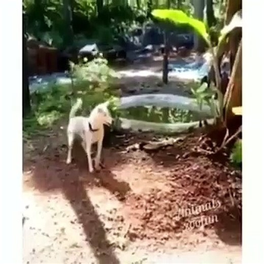 Funny cat and dog