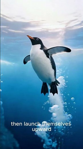 "Penguins Can Jump 6 Feet Out of Water – Like Underwater Rockets! 😱"