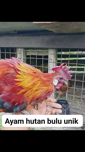 Ayam hutan | Anto Anto