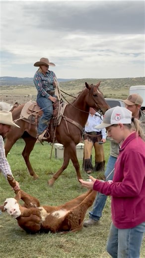 3.1K views · 85 reactions | Consider this a teaser of all the branding content to come! We’re so thankful for everyone who helped us brand calves yesterday. Ranching “takes a village.”  Tell us below… would you wrestle a calf? #wyoming #cowboys #westernlifestyle #ranchlife #ranching #cattle #agriculture #ranch #YellowstoneTV | Lazy T Ranch | Facebook