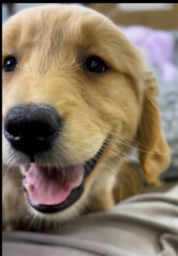 This face could fix any bad day 🐶☀️ #GoldenRetriever #HappyPuppy #Dogsoftiktok #PuppyTok #Fyp