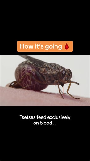 As a #tsetse fly feeds, they can transmit microscopic parasites which csuse sleeping sickness in humans. 😱 #science #tsetsefly #deeplook #spookyseason