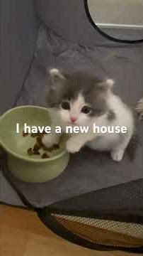 I got a new kitty house #cat