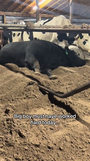 Angus Bull Enjoys Fresh Sand After a Long Day