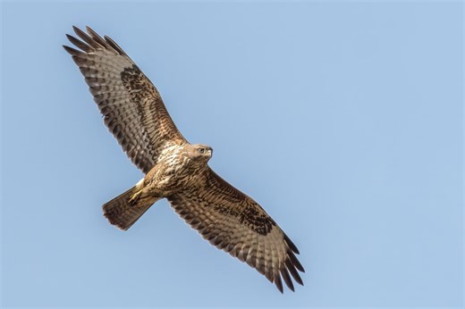 Yorkshire man fined for beating protected wild bird to death