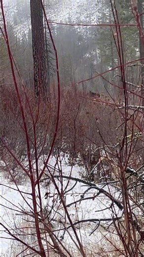Roadblock!! 🫎 Snowy adventure out this weekend!! #moose #pnw #snow #adventure #washington