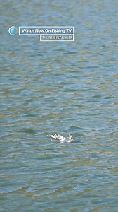 2.6K views | Have you fly fished for carp?- ‘The New Fly Fisher’ on...