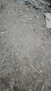 I'm the bad guy huh? 😭😭😭 😂#husky | Yeshua Hamashiach