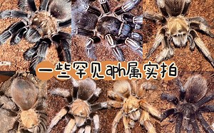 Aph属实拍/养法/对比