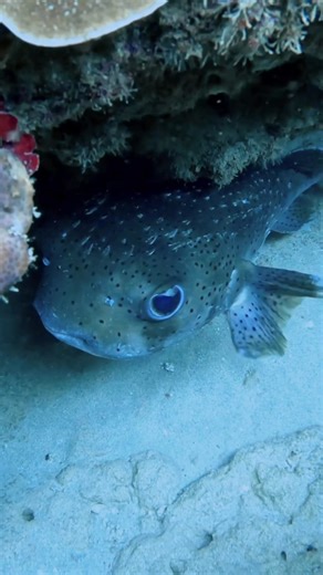 ✨️ Check outh this adorable Spotted Porcupinefish (Diodon hystrix) 🐡 The Spotted Porcupinefish have a pale olive to pale greyish-brown body, with them becoming almost white on their underside 😍 They are then completely covered in black spots, hence their name 😁 Spotted Porcupinefish are also covered in erectile spines, with their longest spines located under their pectoral fin 🤩 #spottedporcupinefish #spotfinporcupinefish #blackspottedporcupinefish #porcupinefish #diodonhystrix #diveningaloo