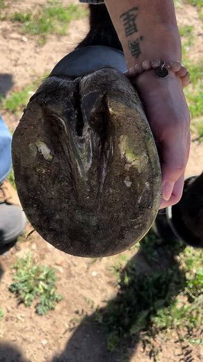 Central sulcus infections are the worst! We love using our Pure Sole Hoof Cleanse and our Pure Sole Hoof Mud when treating these types of infections. #horse #horsesoftiktok