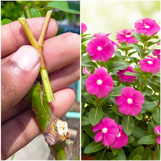 Growing periwinkle flower plant at rose plant by grafting | Tips & tricks in this video | Amd MultiMedia