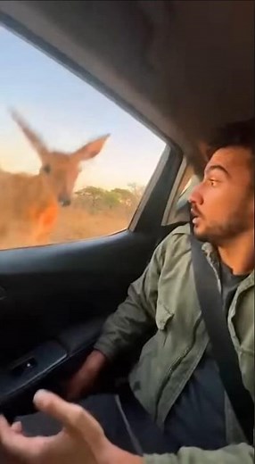 Deer Jumps Into Car to Escape Leopard — Window Closes Just Before Tiger Hits It!