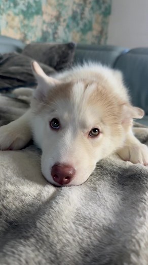 Meet Humphrey the Husky! The Cutest Dog Videos Ever!