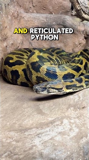 Bateater! The Burmese Python x Reticulated Python hybrid! What’s your opinion on hybrids?🤔