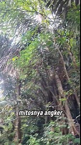 Pohon asli hutan, ya ini. Yang waktu kecil suka main-main di bawah pohon beringin, yuk cerita apakah pernah merasakan hal-hal aneh... #pohon #hutan #alam #longsor #mataair semua orang | Kampung Batak