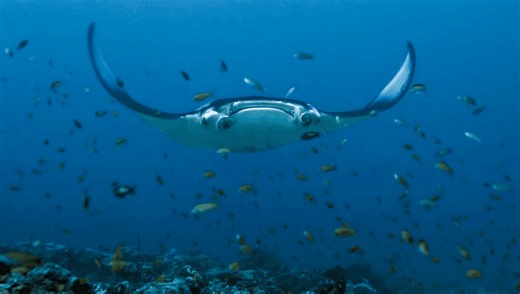 What Is The Most Intelligent Fish In The Sea?