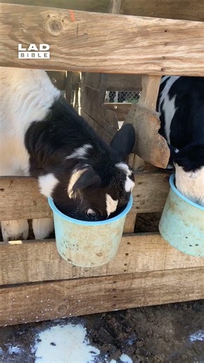 Wonder how he got that name 🤣 (🎥: ViralHog)