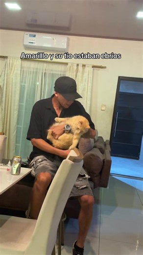 Amarillo no soporto la visita abusiva de su tío @Stalyn Ramirez, lo hizo caer, pero lastimosamente amarillo sigue apegado a su tío después de tremenda falta de respeto #gatosnaranjas✨🧡 #viraltiktok