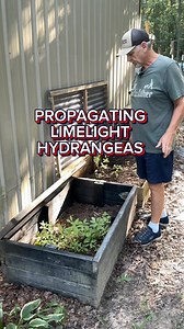8.8K views · 93 reactions | Propagating Limelight Hydrangeas. Time to pot them up. #backyardgarden #gardening #propagation #hydrangeas #limelight | Tdgn Greenhouse | Facebook