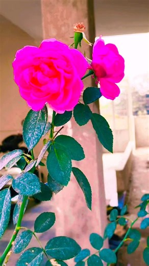 Ravi Talpada on Instagram: "#phool Hai gulab ka#🌹🌹🌹🌹🌹🌹🌹🌹🌹"