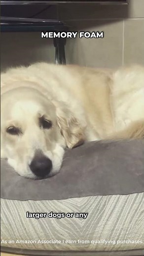 Which Dog Bed Is Right for Your Dog? 🐶 #rescuedog #petcareprovider #dogfriendly