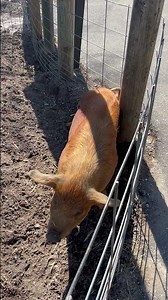 This pig has an itch. #farm #farmanimals #pig